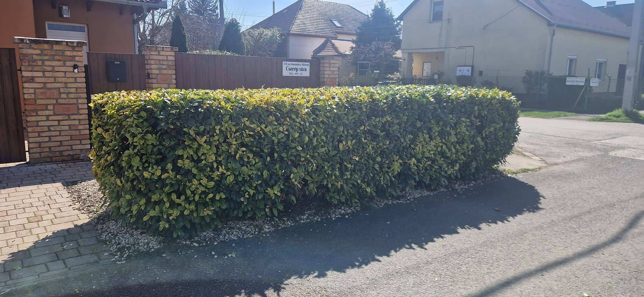 Only Gardens kertépítő csapat munka közben Budapesten